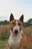 BULL TERRIER MINIATURE 040